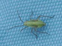 Stenotus binotatus